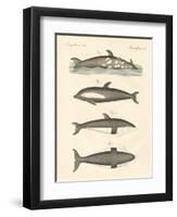 New Dolphins-null-Framed Premium Giclee Print