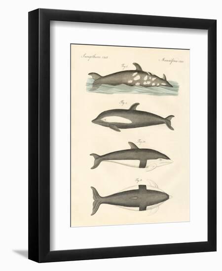 New Dolphins-null-Framed Premium Giclee Print