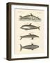 New Dolphins-null-Framed Giclee Print