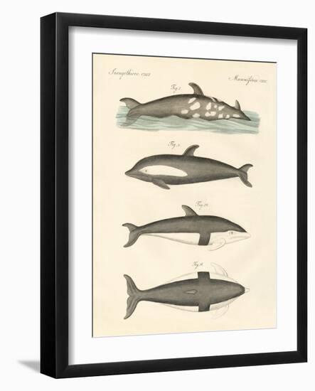 New Dolphins-null-Framed Giclee Print