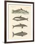 New Dolphins-null-Framed Giclee Print