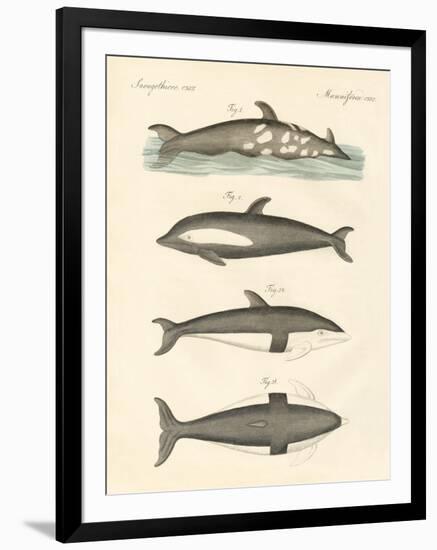 New Dolphins-null-Framed Giclee Print