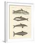 New Dolphins-null-Framed Giclee Print