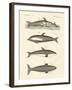 New Dolphins-null-Framed Giclee Print