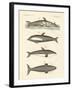 New Dolphins-null-Framed Giclee Print