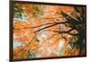 New England Autumn Color Design - Boston Massachusetts-Vincent James-Framed Photographic Print