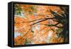 New England Autumn Color Design - Boston Massachusetts-Vincent James-Framed Stretched Canvas