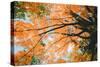 New England Autumn Color Design - Boston Massachusetts-Vincent James-Stretched Canvas