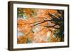 New England Autumn Color Design - Boston Massachusetts-Vincent James-Framed Photographic Print