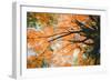 New England Autumn Color Design - Boston Massachusetts-Vincent James-Framed Photographic Print