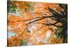 New England Autumn Color Design - Boston Massachusetts-Vincent James-Stretched Canvas