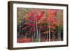 New England autumn-Marco Carmassi-Framed Photographic Print