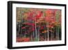 New England autumn-Marco Carmassi-Framed Photographic Print