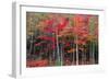 New England autumn-Marco Carmassi-Framed Photographic Print