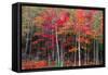 New England autumn-Marco Carmassi-Framed Stretched Canvas