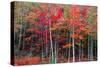 New England autumn-Marco Carmassi-Stretched Canvas