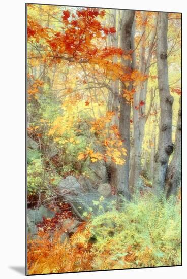 New England Fall Color Impressions-Vincent James-Mounted Premium Photographic Print