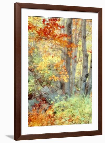 New England Fall Color Impressions-Vincent James-Framed Photographic Print