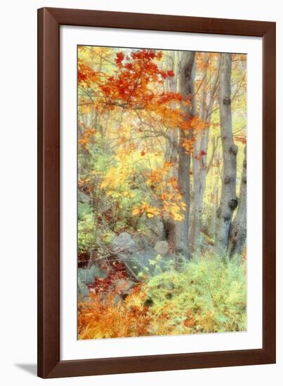 New England Fall Color Impressions-Vincent James-Framed Photographic Print