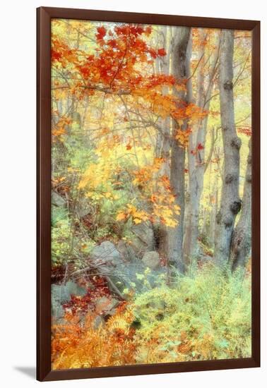 New England Fall Color Impressions-Vincent James-Framed Photographic Print