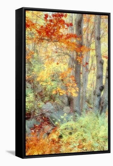 New England Fall Color Impressions-Vincent James-Framed Stretched Canvas