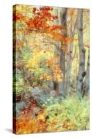 New England Fall Color Impressions-Vincent James-Stretched Canvas