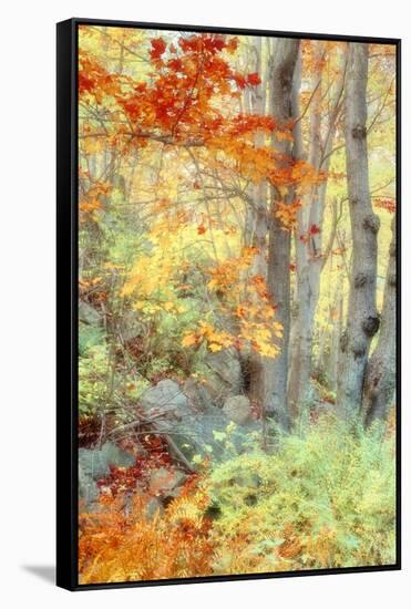 New England Fall Color Impressions-Vincent James-Framed Stretched Canvas