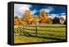 New England farm with Autumn Sugar Maples-null-Framed Stretched Canvas