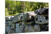 New England Old Stone Wall Photo Print Poster-null-Mounted Poster