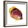 New Fish 1-Olga And Alexey Drozdov-Framed Giclee Print