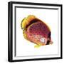 New Fish 1-Olga And Alexey Drozdov-Framed Giclee Print