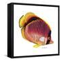 New Fish 1-Olga And Alexey Drozdov-Framed Stretched Canvas