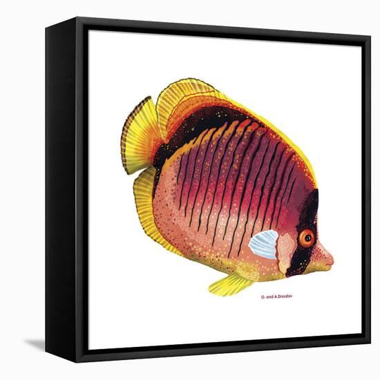 New Fish 1-Olga And Alexey Drozdov-Framed Stretched Canvas