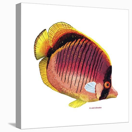 New Fish 1-Olga And Alexey Drozdov-Stretched Canvas