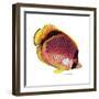 New Fish 1-Olga And Alexey Drozdov-Framed Giclee Print