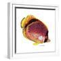 New Fish 1-Olga And Alexey Drozdov-Framed Giclee Print