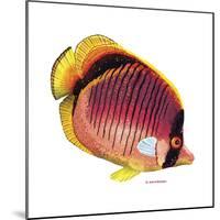 New Fish 1-Olga And Alexey Drozdov-Mounted Giclee Print