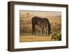 New Forest Pony Mare and Foal Bathed in Sunrise Light in Landscape with Back Lighting-Veneratio-Framed Photographic Print