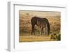 New Forest Pony Mare and Foal Bathed in Sunrise Light in Landscape with Back Lighting-Veneratio-Framed Photographic Print