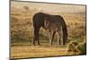 New Forest Pony Mare and Foal Bathed in Sunrise Light in Landscape with Back Lighting-Veneratio-Mounted Photographic Print