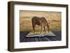 New Forest Pony Mare and Foal Bathed in Sunrise Light in Landscape with Back Lighting-Veneratio-Framed Photographic Print