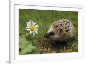 New Friend-Staffan Widstrand-Framed Giclee Print