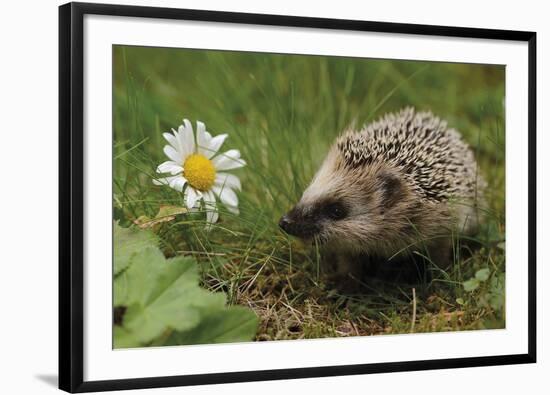 New Friend-Staffan Widstrand-Framed Giclee Print