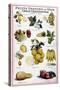 New Fruits, C1950S-null-Stretched Canvas