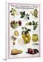 New Fruits, C1950S-null-Framed Giclee Print