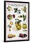 New Fruits, C1950S-null-Framed Giclee Print