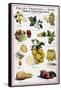 New Fruits, C1950S-null-Framed Stretched Canvas