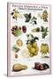 New Fruits, C1950S-null-Stretched Canvas