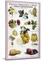 New Fruits, C1950S-null-Mounted Giclee Print