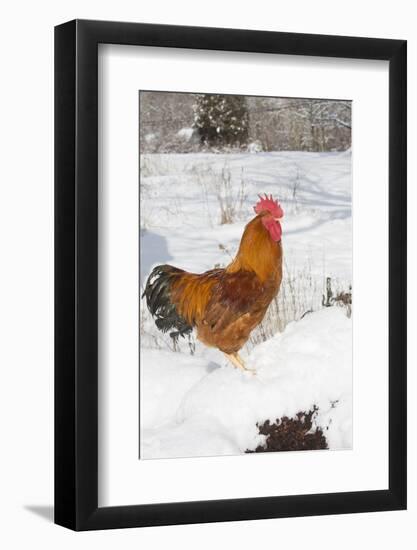 New Hampshire (Breed)-Lynn M^ Stone-Framed Photographic Print